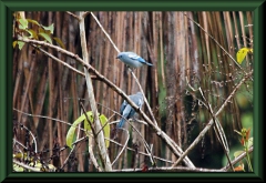 Blautangar (Thraupis episcopus mediana)