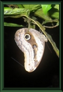 Caligo sp.