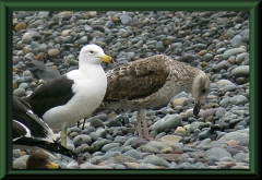 Simeonsmöwe (Larus belcheri)