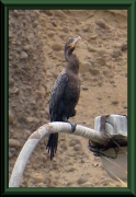 Olivenscharbe (Phalacrocorax brasilianus) am Pazifik