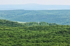 Blick zum Bismarkturm - Sondershausen