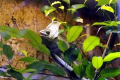 Jemenchamäleon (Chamaeleo calyptratus)