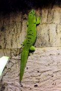 Großer Madagaskar-Taggecko (Phelsuma grandis)