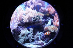 Falscher Clownfisch (Amphiprion ocellaris)
