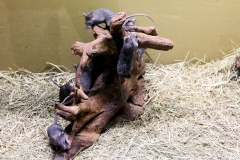 Ägyptische Stachelmaus