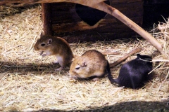 Mongolische Rennmaus