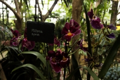 Miltonia