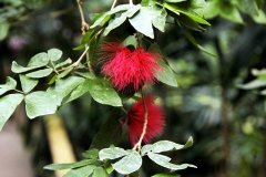 Puderquastenstrauch (Calliandra haematocephala)