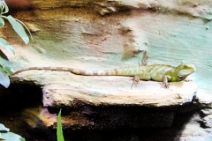 Grüne Wasseragame (Physignathus cocincinus)