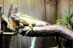 Grüner Leguan (Iguana iguana)