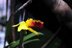 Cattleya sp.