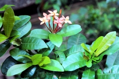 Ixora sp.