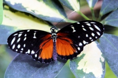 Goldener Hekale (Heliconius hecale)