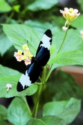 Blauer Passionsblumenfalter (Heliconicus cydno)