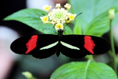 Kleiner Postbote (Heliconius erato)