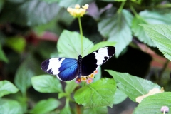 Blauer Passionsblumenfalter (Heliconicus cydno)