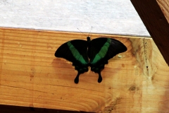 Neon Schwalbenschwanz (Papilio palinurus)