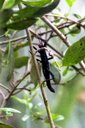 Samtschrecke (Peruphasma schultei)