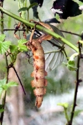 Australische Gespenstschrecke (Extatosoma tiaratum)