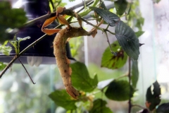 Australische Gespenstschrecke (Extatosoma tiaratum)