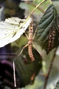 Ölpalmen-Gespenstschrecke (Eurycantha insularis)