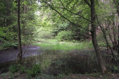 Teich im Lappengrund