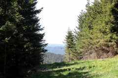 Blick zum Ringberg bei Suhl