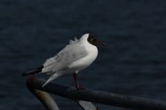 Lachmöwe (Chroicocephalus ridibundus)