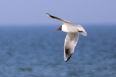 Lachmöwe (Chroicocephalus ridibundus)