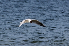 Lachmöwe (Chroicocephalus ridibundus)
