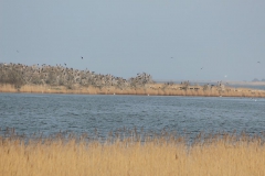 Blick zur Insel Riems