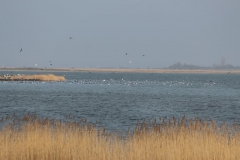 Blick zur Insel Großer Werder