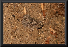 Welcher Frosch?