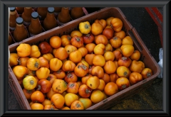 Frucht einer weiteren Palmenart. Beide Früchte schmecken ausgesprochen mehlig.