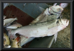 Hydrolycus armatus