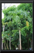 Papayabaum