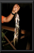 Der abendliche Fischfang eines Indianers