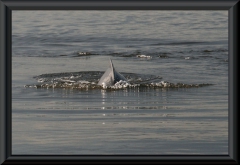 Flussdelphin