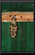 und hauseigenen Insekten.