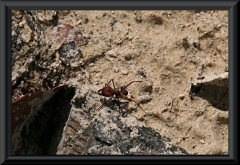 ... doch nur eine Termite.