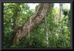 Die Bäume im Regenwald sind fast immer von Lianen überzogen