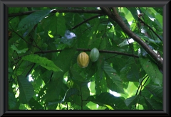 Eine frische Frucht. Kakaofrüchte wachsen immer direkt am Ast.