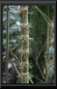 Eine stachlige Palme im Regenwald.