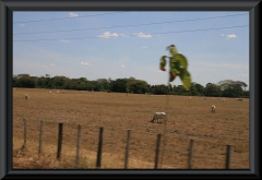 Eine weitere für die Llanos typische Weide