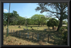 Weide in den Llanos