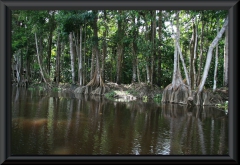 Orinoco-Delta
