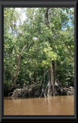 Orinoco-Delta