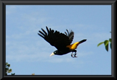 Gelbrücken-Stirnvogel (Cacicus cela)