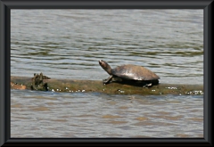Wasserschildkröte