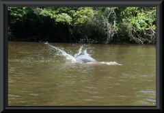 Flussdelfin